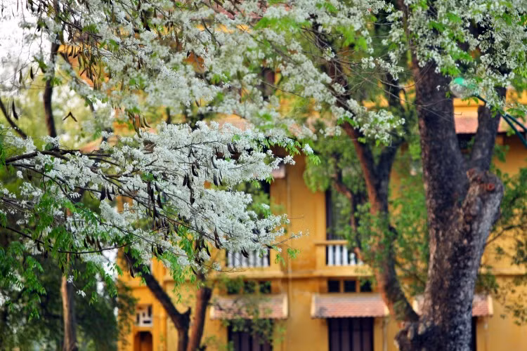 Ngỡ ngàng mùa hoa sưa Hà Nội ảnh 5