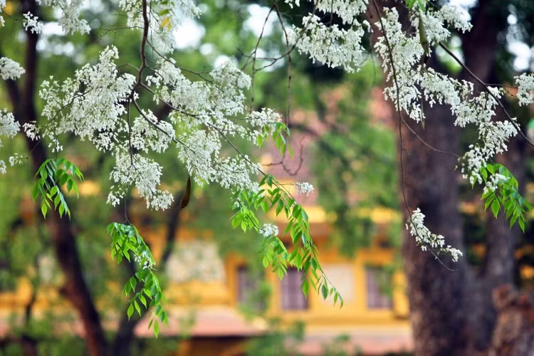 Ngỡ ngàng mùa hoa sưa Hà Nội ảnh 3