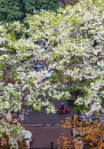 Ngỡ ngàng mùa hoa sưa Hà Nội ảnh 1