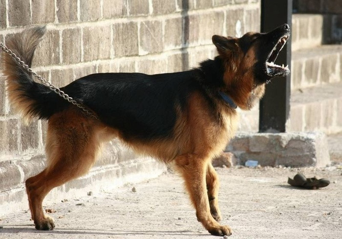Đến gần chó dữ để xin kiểu ảnh sống ảo, cô gái chịu hậu quả đau đớn