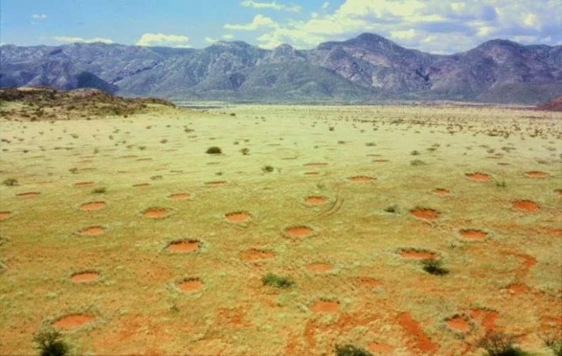 Những vòng tròn cổ tích trên sa mạc Namib.