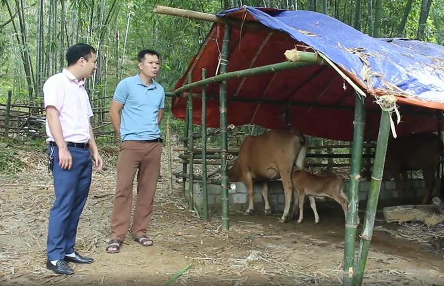 Anh Vi Văn Tài dẫn cán bộ Ngân hàng chính sách đi thăm trang trại của mình.