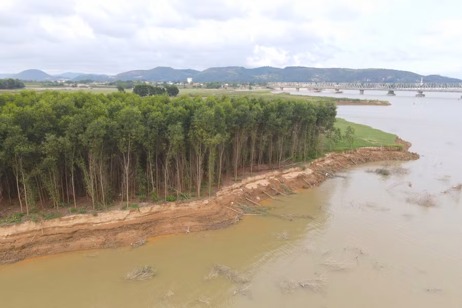Hơn 2ha cây keo của người dân xã Trung Phúc Cường bị đổ ập xuống sông. Ảnh: Phạm Tâm