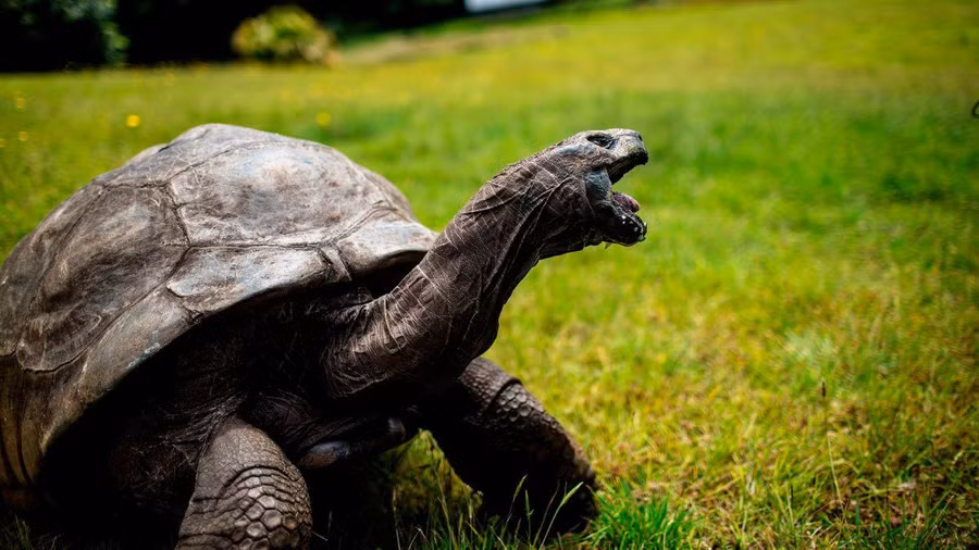 Cụ rùa Jonathan năm nay đã 190 tuổi.