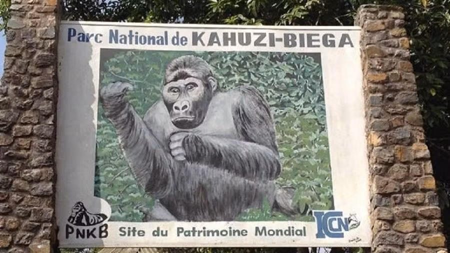 Loài khỉ đột được bảo tồn ở Congo đứng trước nguy cơ tuyệt chủng.