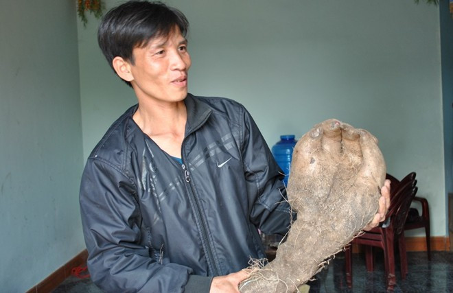Củ khoai vạc hình bàn tay người nặng hơn 7 kg ở Nghệ An - Ảnh 1 Củ khoai vạc hình bàn tay người nặng hơn 7 kg ở Nghệ An - Ảnh 1
