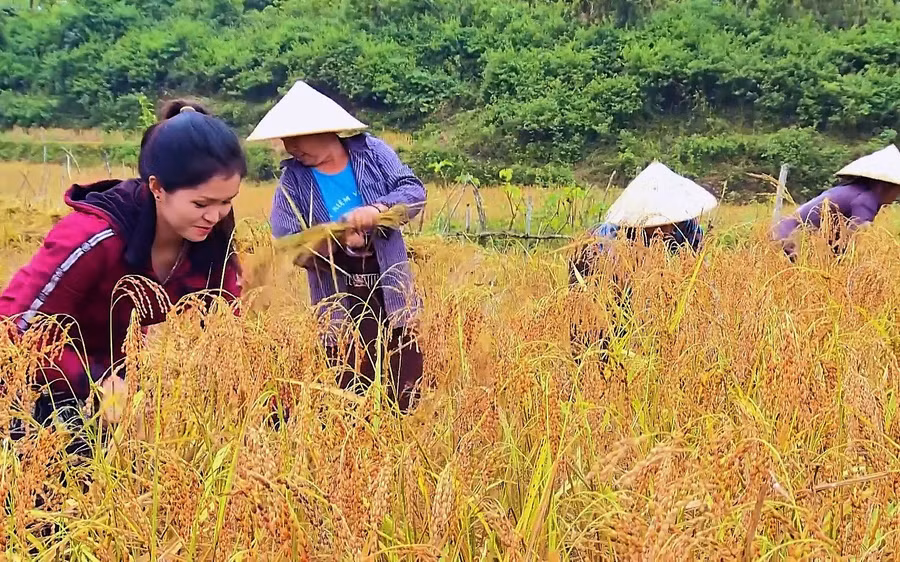 Lúa nếp Cay nọi - một trong những nhóm cây trồng được phát triển ở vùng cao Quan Sơn, Mường Lát (Thanh Hóa).