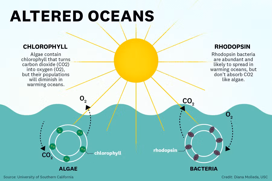 Theo thời gian, các cộng đồng vi khuẩn hợp tác bằng cách tạo điều kiện cho nhau sử dụng tài nguyên.