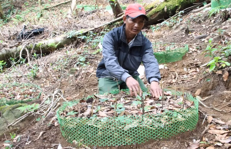 Sâm Ngọc Linh là dược liệu bổ dưỡng và quý hiếm nên được trồng và chăm sóc kĩ lưỡng.