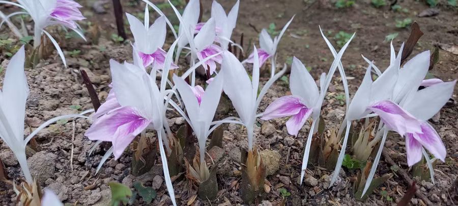 Làm trà từ hoa… đất