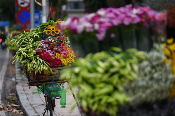 Dịu dàng hoa loa kèn tháng 4