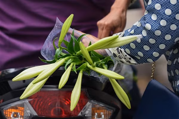 Dịu dàng hoa loa kèn tháng 4 ảnh 6