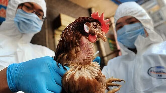 Bộ Y tế nhận định, trong thời gian tới vẫn tiềm ẩn nguy cơ lây nhiễm cúm gia cầm sang người. Ảnh minh họa 