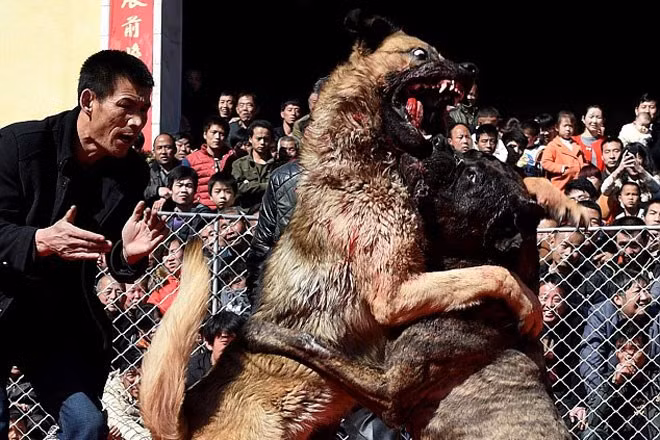 Sốc trước sự tàn khốc và man rợ ở lễ hội chọi chó