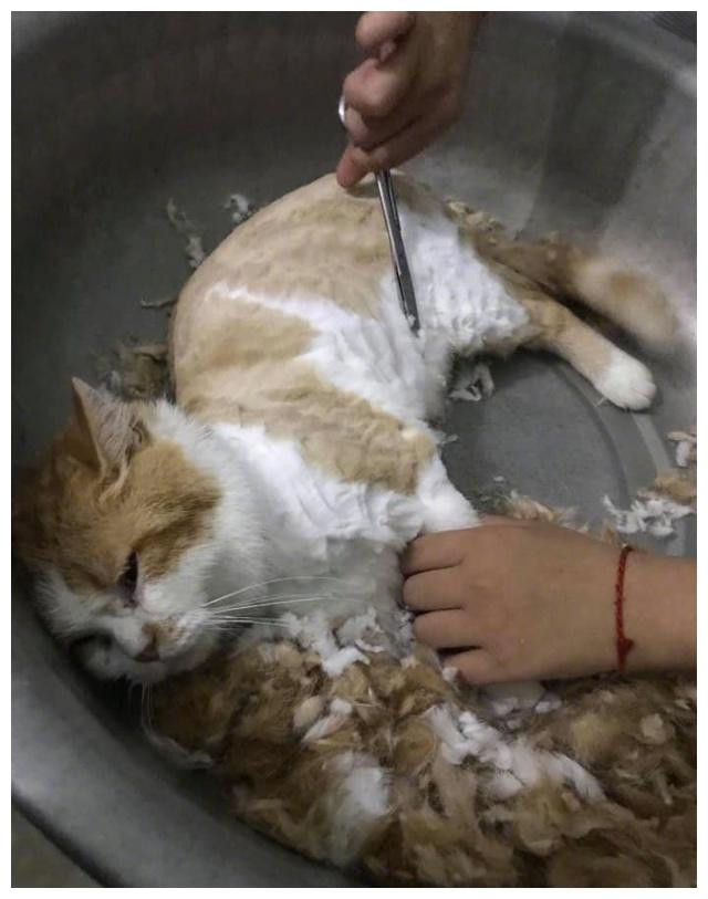 Chú mèo nằm im re để cô chủ tỉa lông.