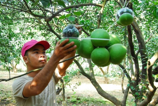 Bưởi hồ lô “giá khủng” chuẩn bị chào hàng tết nguyên đán - Ảnh 4 Bưởi hồ lô “giá khủng” chuẩn bị chào hàng tết nguyên đán - Ảnh 4