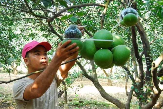 Bưởi hồ lô “giá khủng” chuẩn bị chào hàng tết nguyên đán - Ảnh 4
