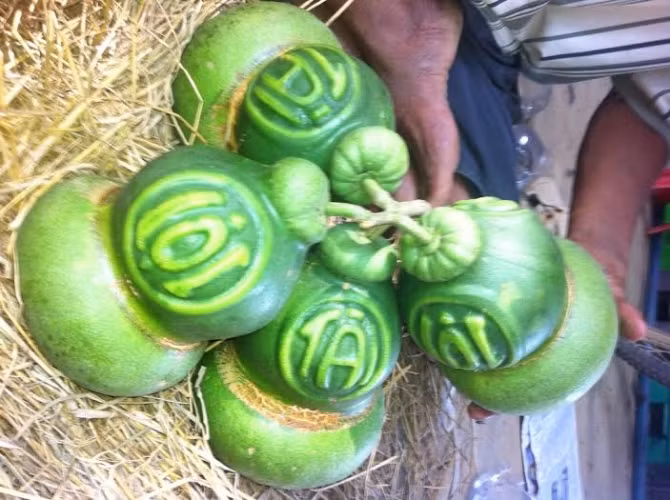 Bưởi hồ lô “giá khủng” chuẩn bị chào hàng tết nguyên đán - Ảnh 2