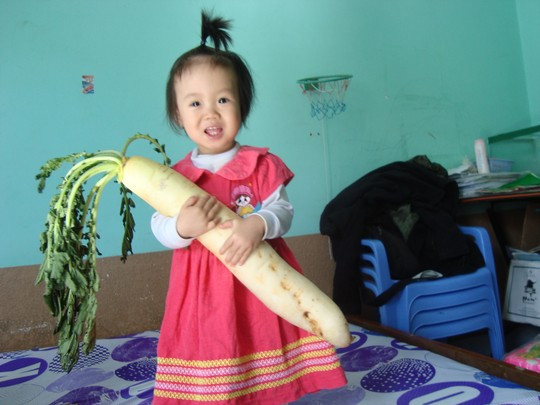 Bất ngờ với củ cải dài nửa mét, nặng 2,2kg ảnh 1 Củ cải khủng mà gia đình anh Bảo bất ngờ thu hoạch được.