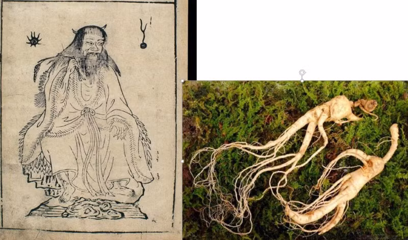 Hoàng đế Thần Nông, ông tổ của y học Trung Quốc, cho rằng nhân sâm có ích trong điều trị cương dương.