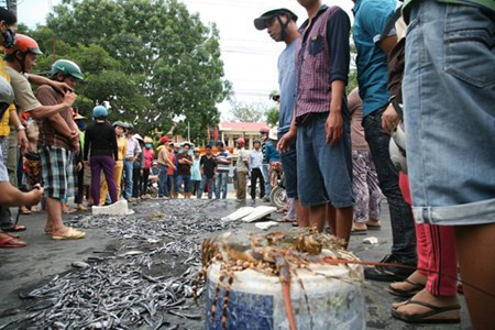 Phản đối ô nhiễm, dân đổ tôm hùm chết ra quốc lộ Phan doi o nhiem, dan do tom hum chet ra quoc lo