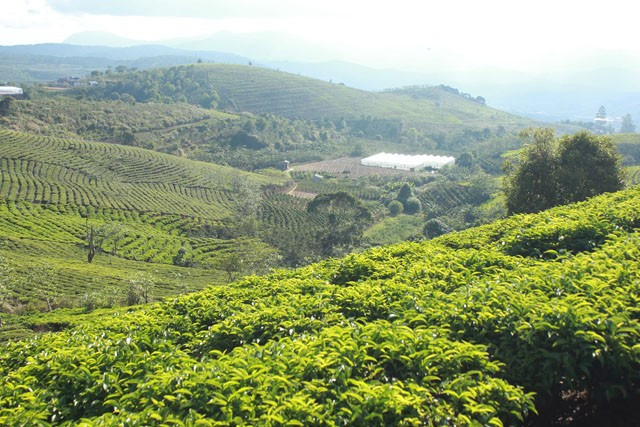 Kiếm một khoảng đất trống trong đồi chè, ngồi nghỉ chân và làm một chuyến picnic nhỏ giữa khung cảnh khoáng đãng thật là lý tưởng. Nếu không, sau khi thỏa thích chụp hình ở đồi chè, bạn trở ra đường lớn và đi tiếp vào những con dốc ngoằn nghèo dẫn đến các đồi cà phê của người dân địa phương. Bạn có thể xin phép vào tham quan và chụp ảnh. Kiếm một khoảng đất trống trong đồi chè, ngồi nghỉ chân và làm một chuyến picnic nhỏ giữa khung cảnh khoáng đãng thật là lý tưởng. Nếu không, sau khi thỏa thích chụp hình ở đồi chè, bạn trở ra đường lớn và đi tiếp vào những con dốc ngoằn nghèo dẫn đến các đồi cà phê của người dân địa phương. Bạn có thể xin phép vào tham quan và chụp ảnh.