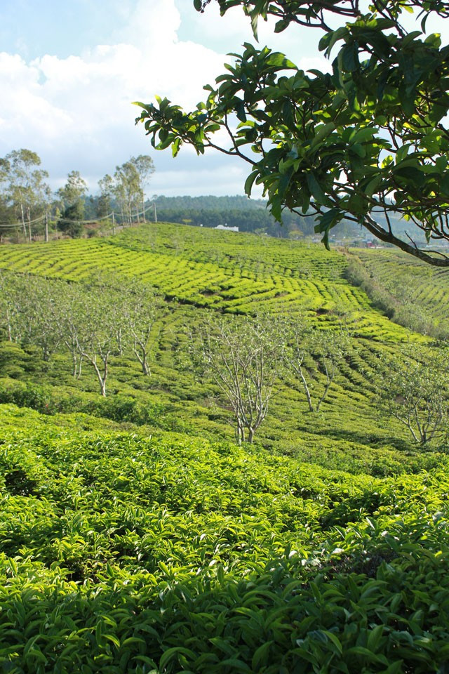 Buổi sáng, bầu trời trong xanh, nắng dịu nhẹ. Thật thú vị khi len lỏi vào từng nương chè, chạm tay vào từng lá trà xanh non, ngửi hương hoa trà thơm ngát hay ngắm người nông dân tay thoăn thoắt hái chè. Buổi sáng, bầu trời trong xanh, nắng dịu nhẹ, thật thú vị khi len lỏi vào từng nương chè, chạm tay vào từng lá trà xanh non, ngửi hương hoa trà thơm ngát hay ngắm người nông dân tay thoăn thoắt hái chè.