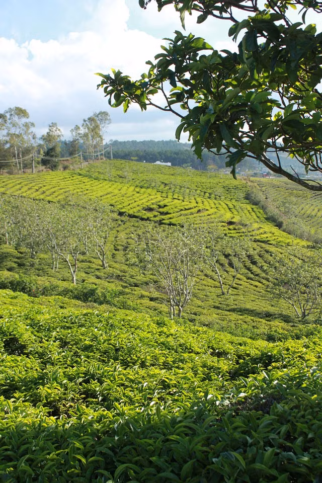Buổi sáng, bầu trời trong xanh, nắng dịu nhẹ. Thật thú vị khi len lỏi vào từng nương chè, chạm tay vào từng lá trà xanh non, ngửi hương hoa trà thơm ngát hay ngắm người nông dân tay thoăn thoắt hái chè. Buổi sáng, bầu trời trong xanh, nắng dịu nhẹ, thật thú vị khi len lỏi vào từng nương chè, chạm tay vào từng lá trà xanh non, ngửi hương hoa trà thơm ngát hay ngắm người nông dân tay thoăn thoắt hái chè.