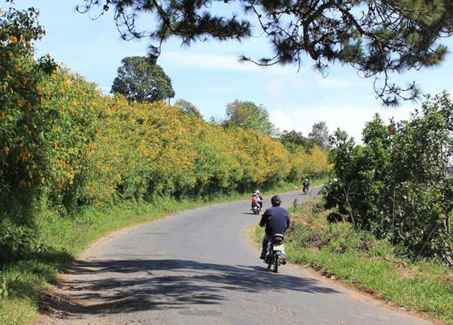 Đà Lạt - Cầu Đất được xem là cung đường thơ mộng nhất phố núi. Một bên là rừng thông bạt ngàn, một bên là thung lũng cà phê, chè hay hoa màu xanh mát. Tháng 9 và 10, cánh hoa dã quỳ khoe sắc vàng rực rỡ trải dài suốt cung đường đường. Còn vào mùa xuân, hoa anh đào tô điểm màu hồng nhẹ nhàng trên các nương chè, cà phê. Đà Lạt - Cầu Đất được xem là cung đường thơ mộng nhất phố núi. Một bên là rừng thông bạt ngàn, một bên là thung lũng cà phê, chè hay hoa màu xanh mát. Tháng 9 và 10, cánh hoa dã quỳ khoe sắc vàng rực rỡ trải dài suốt cung đường đường. Còn vào mùa xuân, hoa anh đào tô điểm màu hồng nhẹ nhàng trên các nương chè, cà phê.