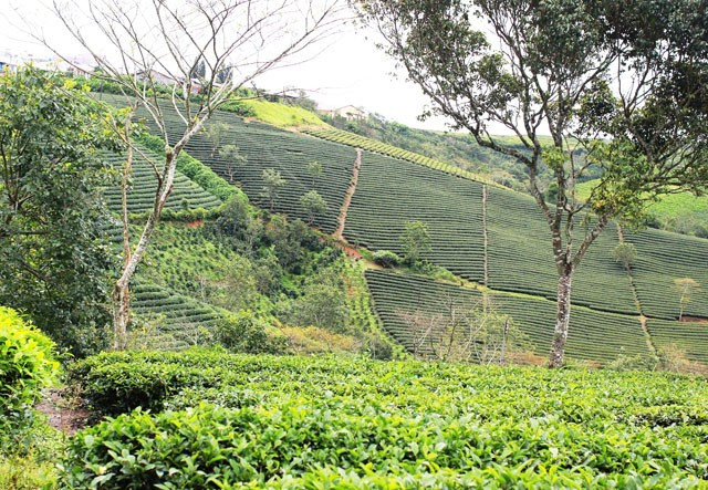 Thơ mộng đồi chè Cầu Đất: Đồi chè Cầu Đất là điểm đến thú vị trong hành trình khám phá ngoại ô Đà Lạt. Thơ mộng đồi chè Cầu Đất: Đồi chè Cầu Đất là điểm đến thú vị trong hành trình khám phá ngoại ô Đà Lạt.