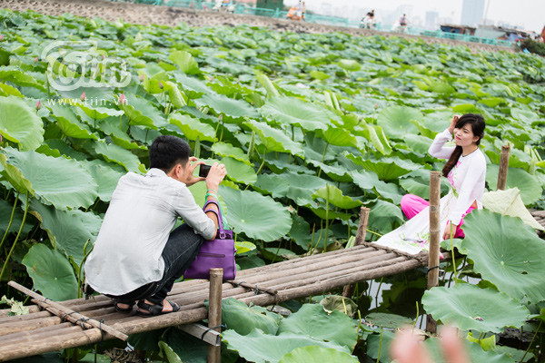 Giới trẻ Hà thành nô nức đi chụp sen Tây Hồ