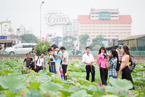 Sen Hồ Tây vào mùa, giới trẻ lại nô nức chụp ảnh