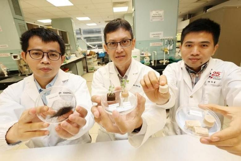 Các nhà nghiên cứu Zhao Zhitong, Ng Kee Woei và Pan Xiaoyong (từ trái sang) với mẫu cây giống cải ngọt mọc trên môi trường keratin (hình khối màu trắng) và môi trường thông thường.