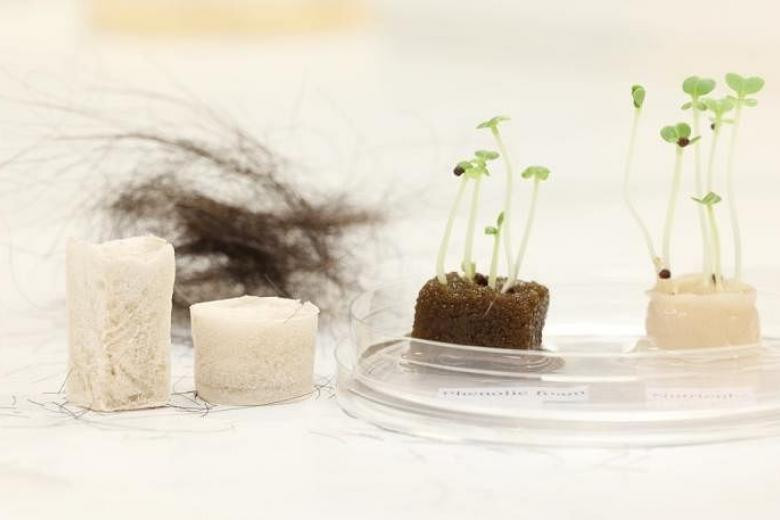 Giá thể mới có keratin chiết xuất từ tóc sở hữu nhiều lợi thế hơn so với giá thể truyền thống vì nó có thể phân hủy sinh học và trở thành nguồn dinh dưỡng cho cây trồng sau khi phân hủy.