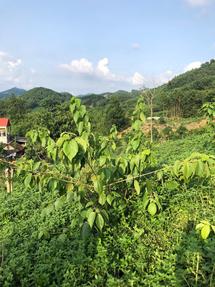 Cây Đòn võ trồng thử nghiệm ở Thái Nguyên.