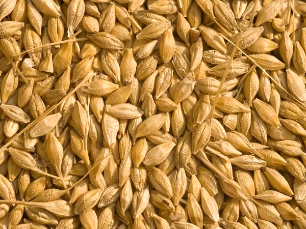 Ngũ cốc: Lúa mạch, kê,…là một trong những nguồn thực phẩm giùa chất sắt. Ngoài ra, chúng cũng rất giàu protein và chất xơ giúp hấp thụ và tăng cường mức độ sắt trong cơ thể.