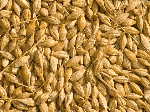 Ngũ cốc: Lúa mạch, kê,…là một trong những nguồn thực phẩm giùa chất sắt. Ngoài ra, chúng cũng rất giàu protein và chất xơ giúp hấp thụ và tăng cường mức độ sắt trong cơ thể.