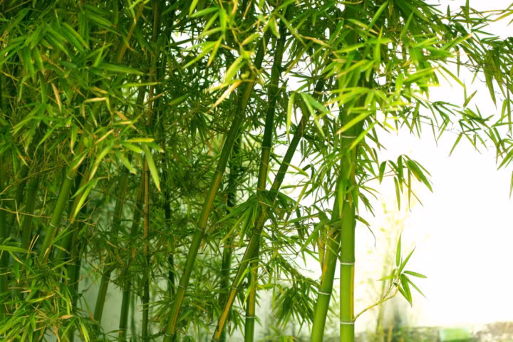 Tác dụng bất ngờ từ lá tre