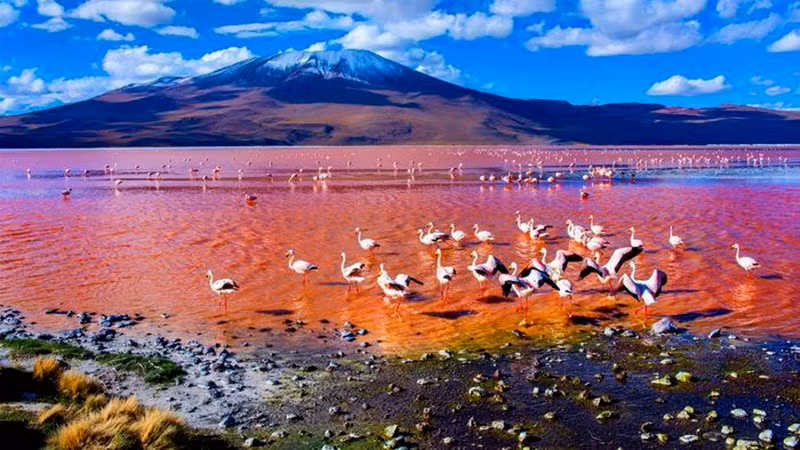 Hồ hồng Hillier. 