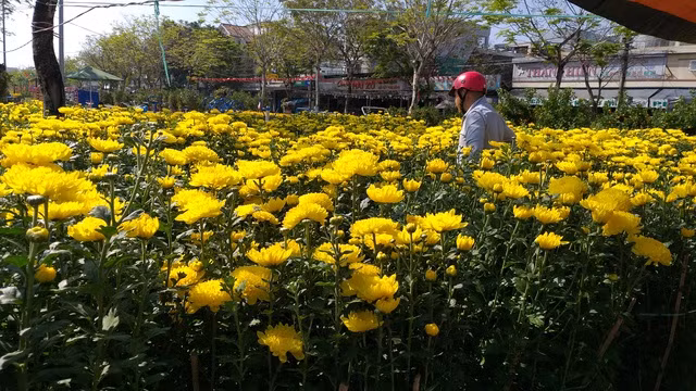 Hoa Tết ế ẩm, tiểu thương than trời - 4