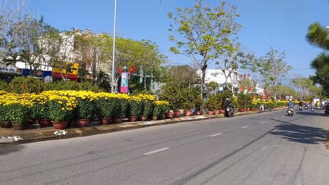 Hoa Tết ế ẩm, tiểu thương than trời