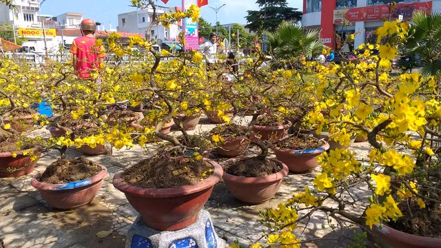 Hoa Tết ế ẩm, tiểu thương than trời - 5