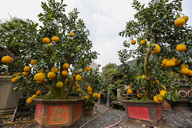 Những loại bưởi tiền triệu ngày Tết - 3