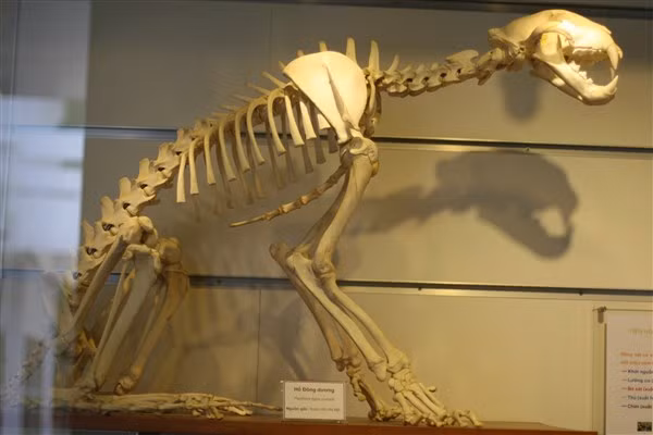 Tiêu bản hổ Đông Dương được trưng bày tại Bảo tàng Thiên nhiên Việt Nam.