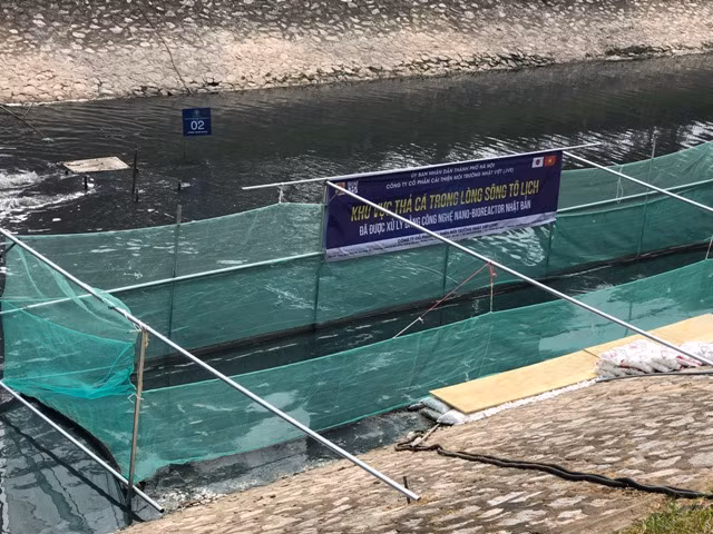 Khu vực thí nghiệm nuôi cá Koi trên sông Tô Lịch Ảnh Quế Lâm