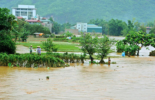 Người dân Sơn La bắt cá trên đường quốc lộ sau lũ ảnh 7 - 7