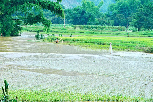 Người dân Sơn La bắt cá trên đường quốc lộ sau lũ ảnh 8 - 8