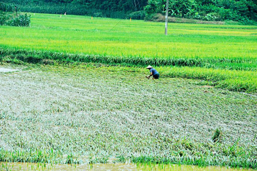 Người dân Sơn La bắt cá trên đường quốc lộ sau lũ ảnh 9 - 9