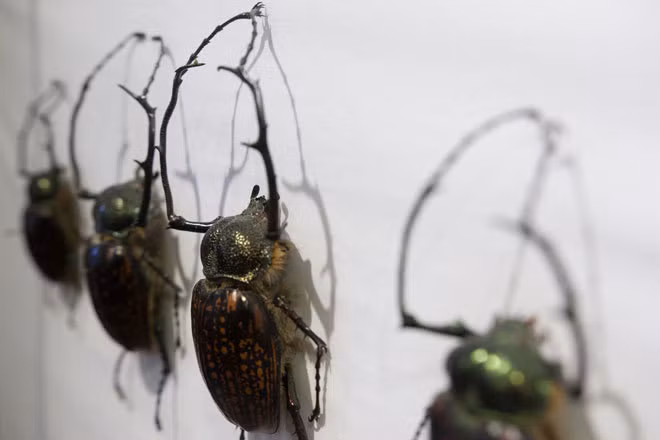 Những loài bướm đẹp, lạ nhất ở Việt Nam ảnh 12