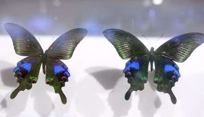 Những loài bướm đẹp, lạ nhất ở Việt Nam ảnh 8